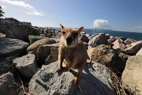 Geallieerde rotswallaby , Petrogale assimilis Magnetic Island in Queensland, Australië