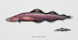 Eel , eel-like living fossil, Protoanguila Palau by Urft Valley Art