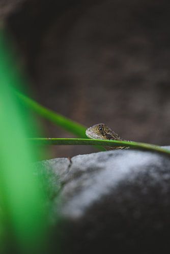 De Natuurlijke Pracht van Sydney: Een Stedelijke Oase