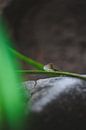 Sydney's Natural Splendour: An Urban Oasis by Ken Tempelers thumbnail
