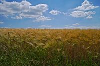 Barley Field