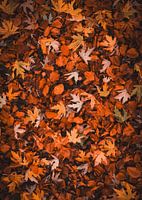 Feuilles d'automne dorées sur le sol de la forêt