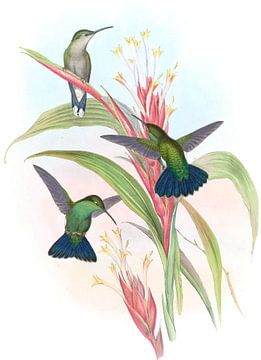 Blauwstaartmango, John Gould van Hummingbirds