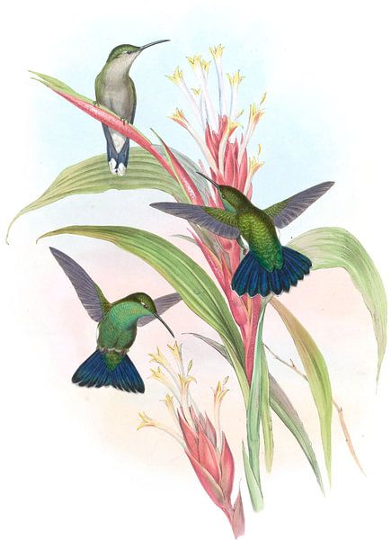 Mango à queue bleue, John Gould par Hummingbirds