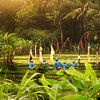 Planter le riz à Bali sur Jeroen Langeveld, MrLangeveldPhoto