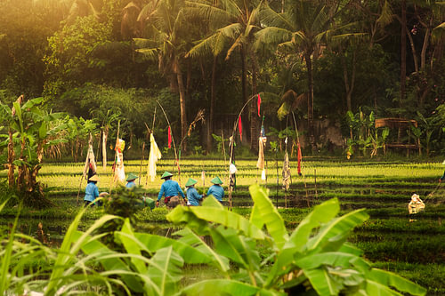 Het planten van de rijst op Bali