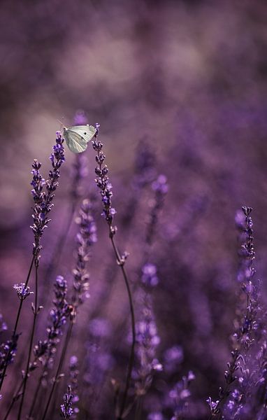 Garden Dreams by Anneliese Grünwald-Märkl