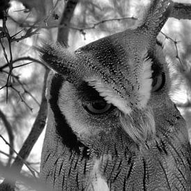 Owl von Marion van Kints