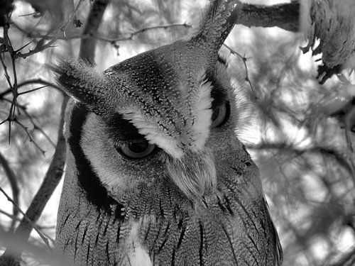 Uil portret zwart-wit