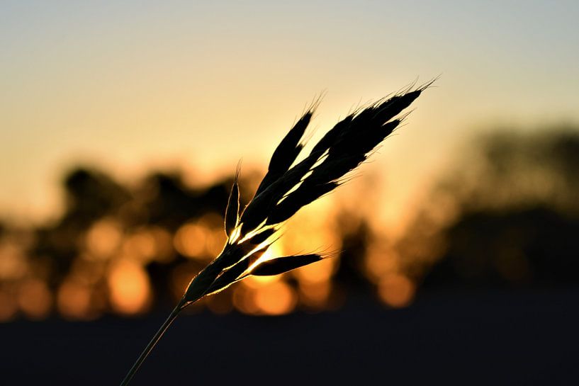 Sunset in blooming verge by Heidi Pype
