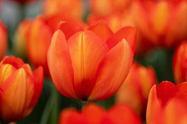 Orange tulips in spring light