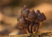 Groepje paddenstoelen von Jos Reimering Miniaturansicht