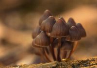 Groepje paddenstoelen