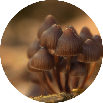 Groepje paddenstoelen van Jos Reimering