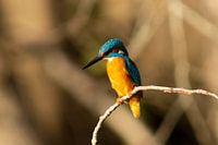Kingfisher-1