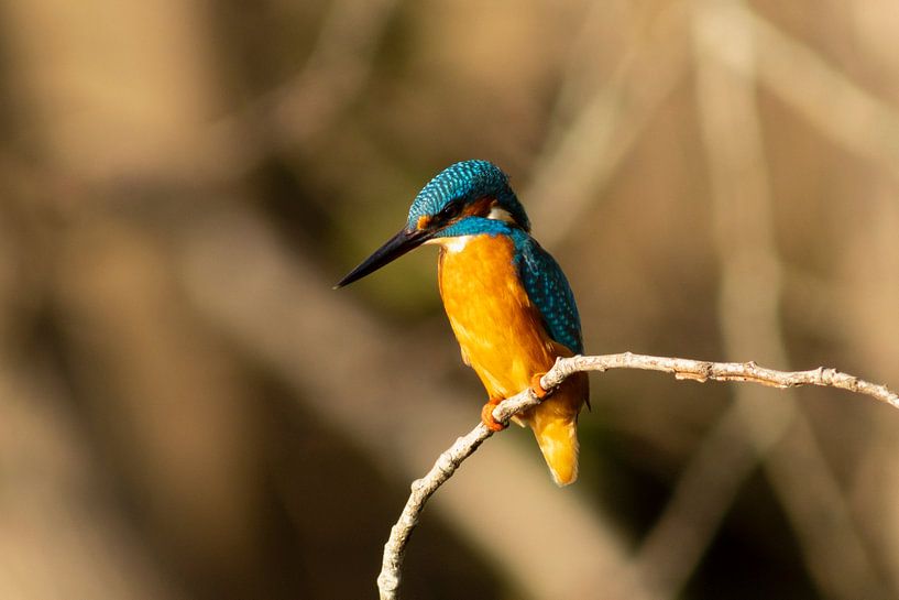 Kingfisher-1 by Jan Meijer