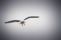 Seagull