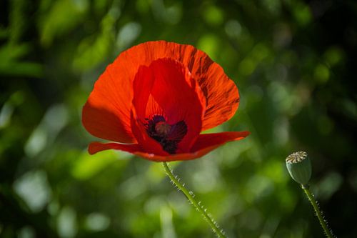 Poppy, solitary where the sun shines through