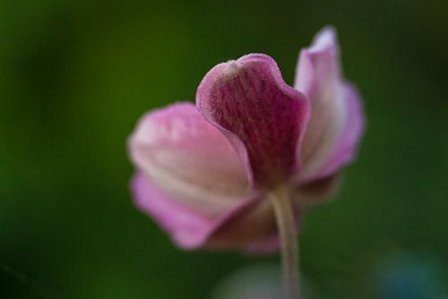 Goedemorgen, waar is de zon!