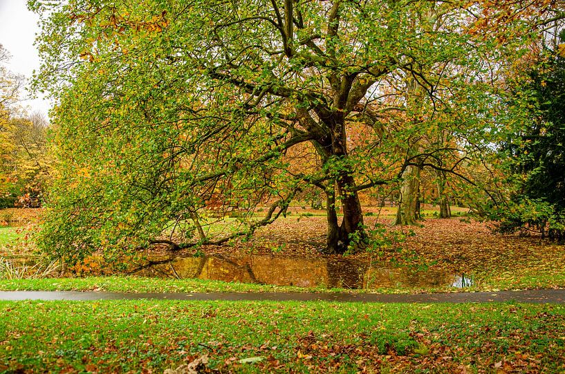 Old sycamore tree in The Park by Frans Blok - photos, art and other wall decoration