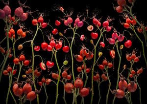 Rosa canina