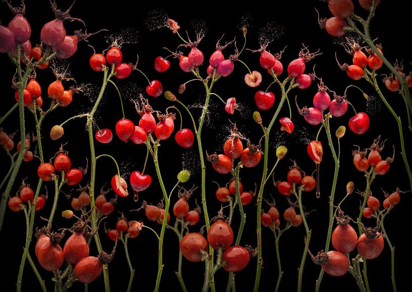 Rosa canina von Olaf Bruhn