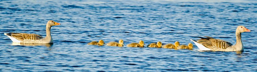 Chicks swimming in a row by Miny'S