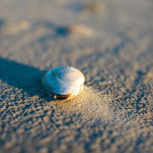 Schiermonnikoog – A shell bathed in silky-soft sunlight on the North Sea beach