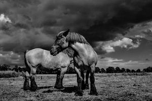 trekpaarden