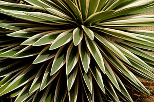 Plant 2