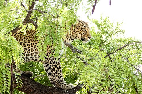 Powerfull portret of leopard in tree