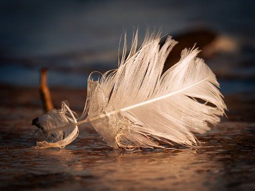 Feather in the ice - Poetry of transience