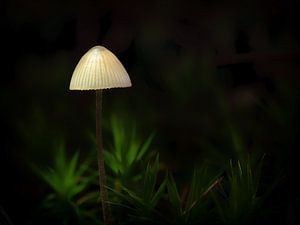 Paddenstoel in het bos van Maikel Brands