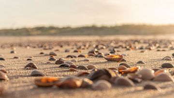 Shells by Marjolein Albregtse