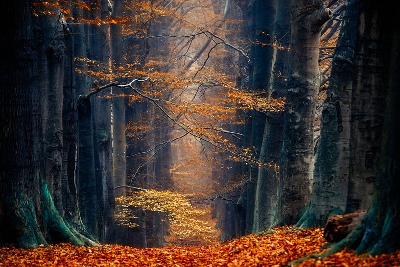 La magie de l'automne par Lars van de Goor