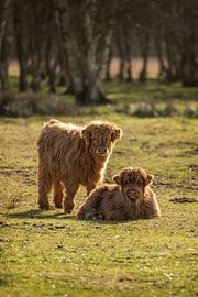 Twee kleine Schotse Hooglanders van KB Design & Photography (Karen Brouwer)