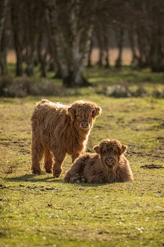 Twee kleine Schotse Hooglanders