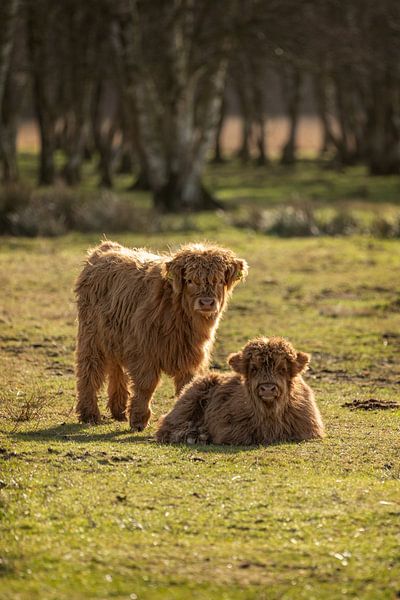 Two little Scottish Highlanders by KB Design & Photography (Karen Brouwer)