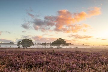 South Heath by Rob Saly