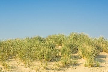 Duinen, Zandvoort van Katrin May