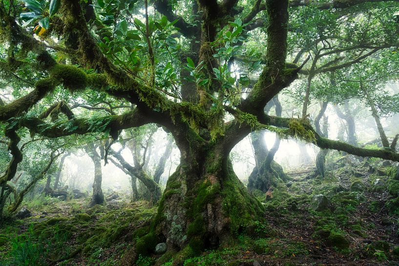Covered with Ferns and ancient Moss by Loris Photography