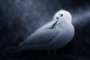 Mouette rieuse sous la pluie sur Fotografie Jeronimo