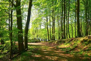 Frühlingswald