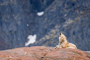 Chien groenlandais hurlant - Sisimiut, Groenland sur Martijn Smeets