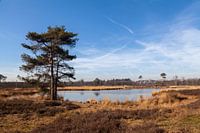 Zonnige dag bij de Overasseltse en Hatertse vennen