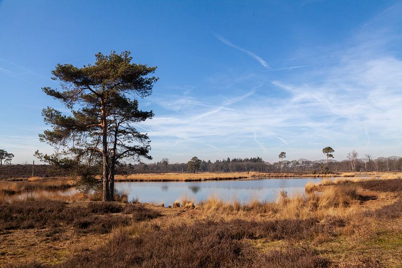 Sunny day at Overasseltse en Hatertse vennen by Nel Diepstraten