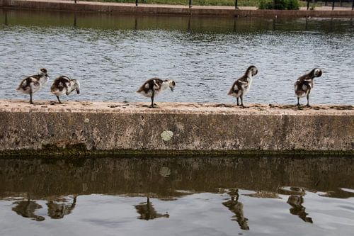 Gänse in einer Reihe.