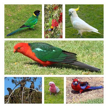 Australische papegaaien van Ines Porada