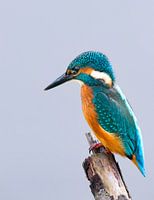 ijsvogel