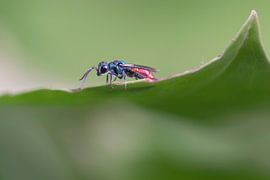 Guêpe à dents (Hedychrum rutilans) sur Eric Wander
